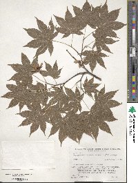 Acer palmatum var. amoenum image