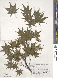 Acer palmatum var. amoenum image