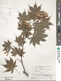 Acer palmatum image