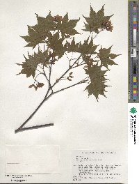 Acer palmatum var. amoenum image