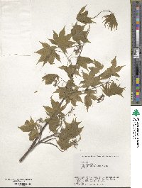 Acer palmatum image