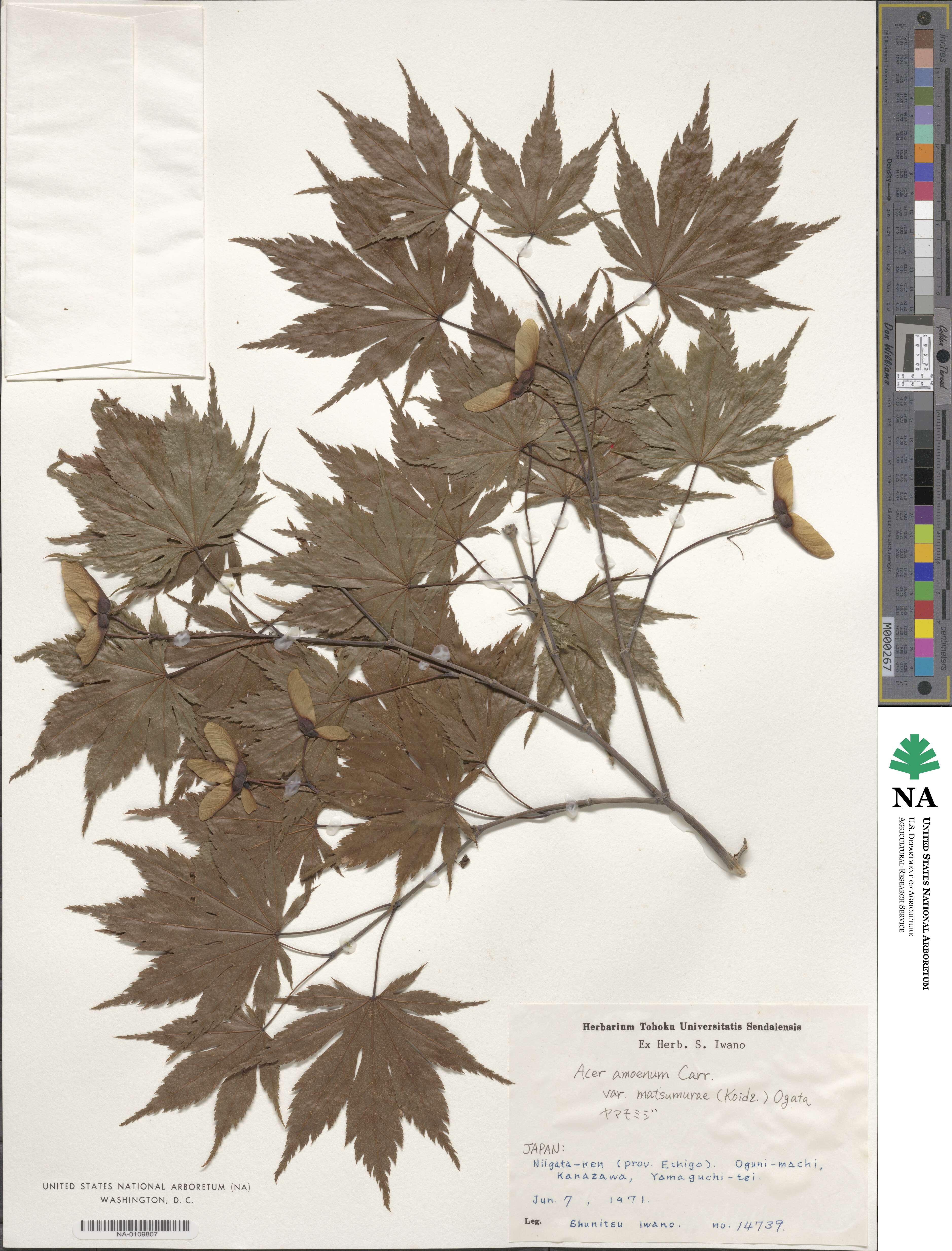 Acer palmatum var. amoenum image