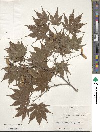 Acer palmatum var. amoenum image