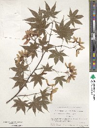 Acer palmatum var. amoenum image