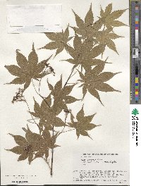 Acer palmatum var. amoenum image