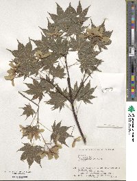 Acer palmatum var. amoenum image