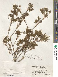 Acer palmatum var. amoenum image