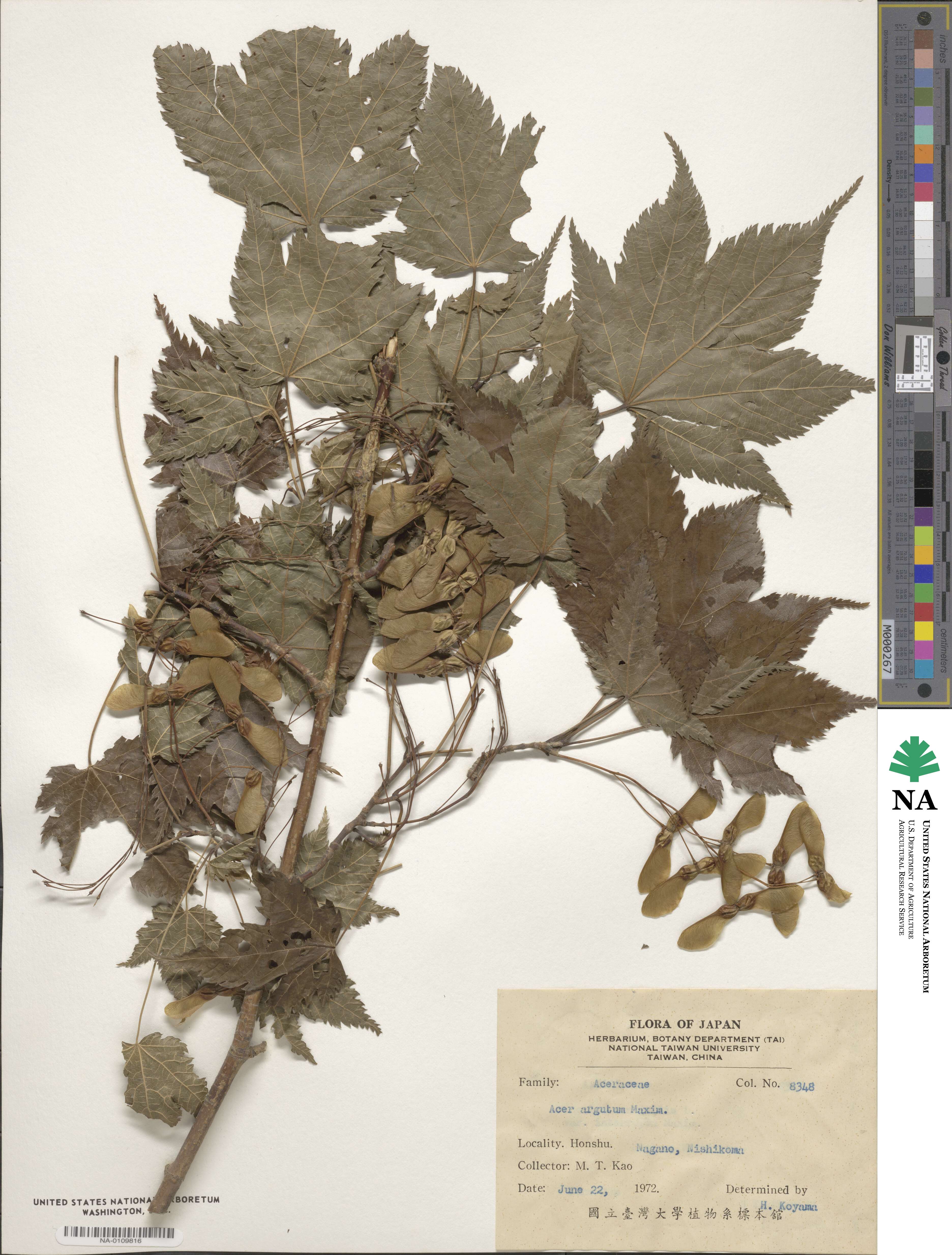 Acer argutum image