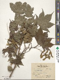 Acer argutum image