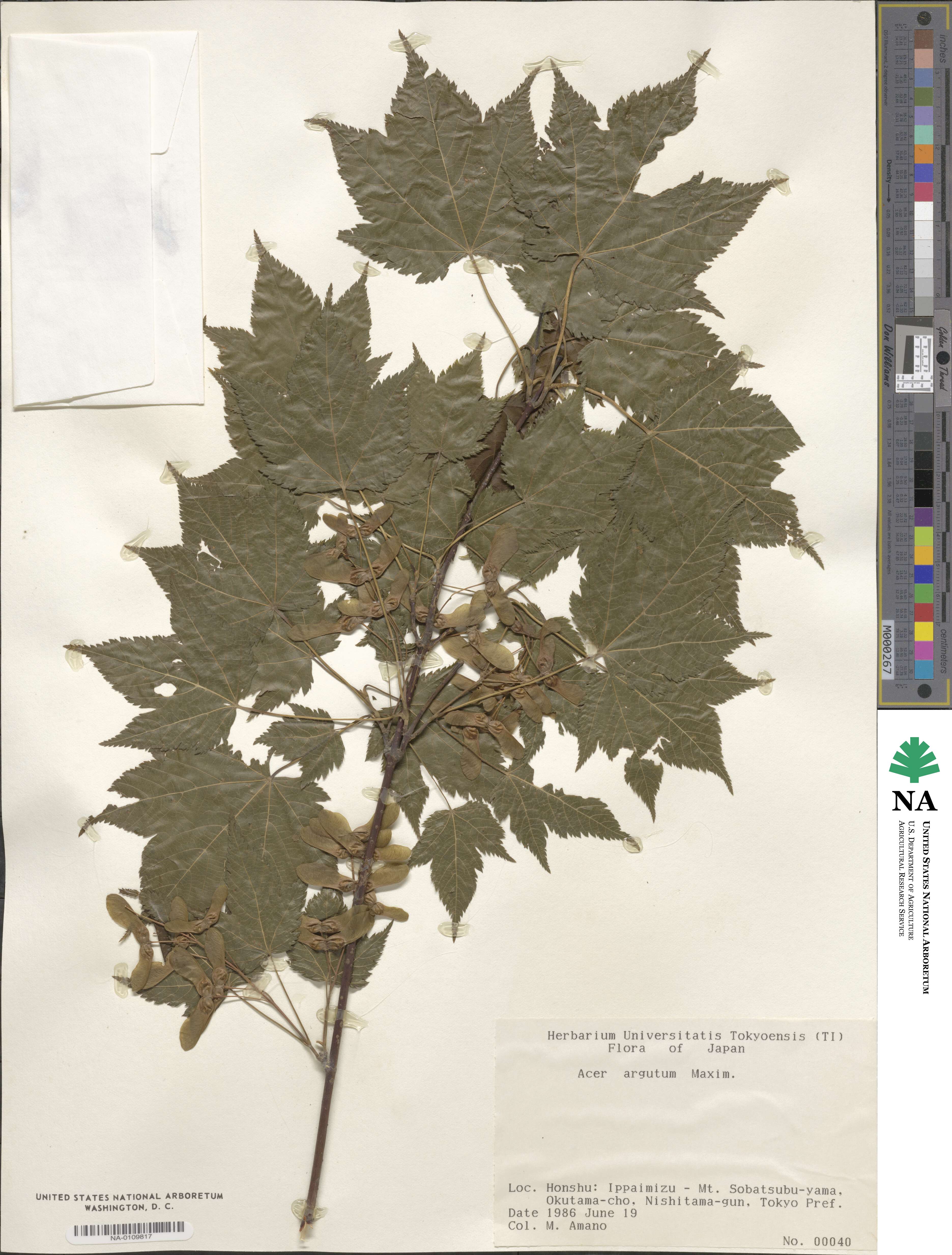 Acer argutum image