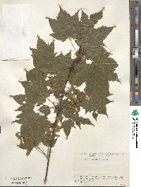 Acer argutum image