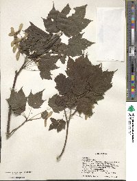 Acer argutum image