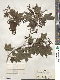 Acer argutum image