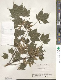 Acer argutum image