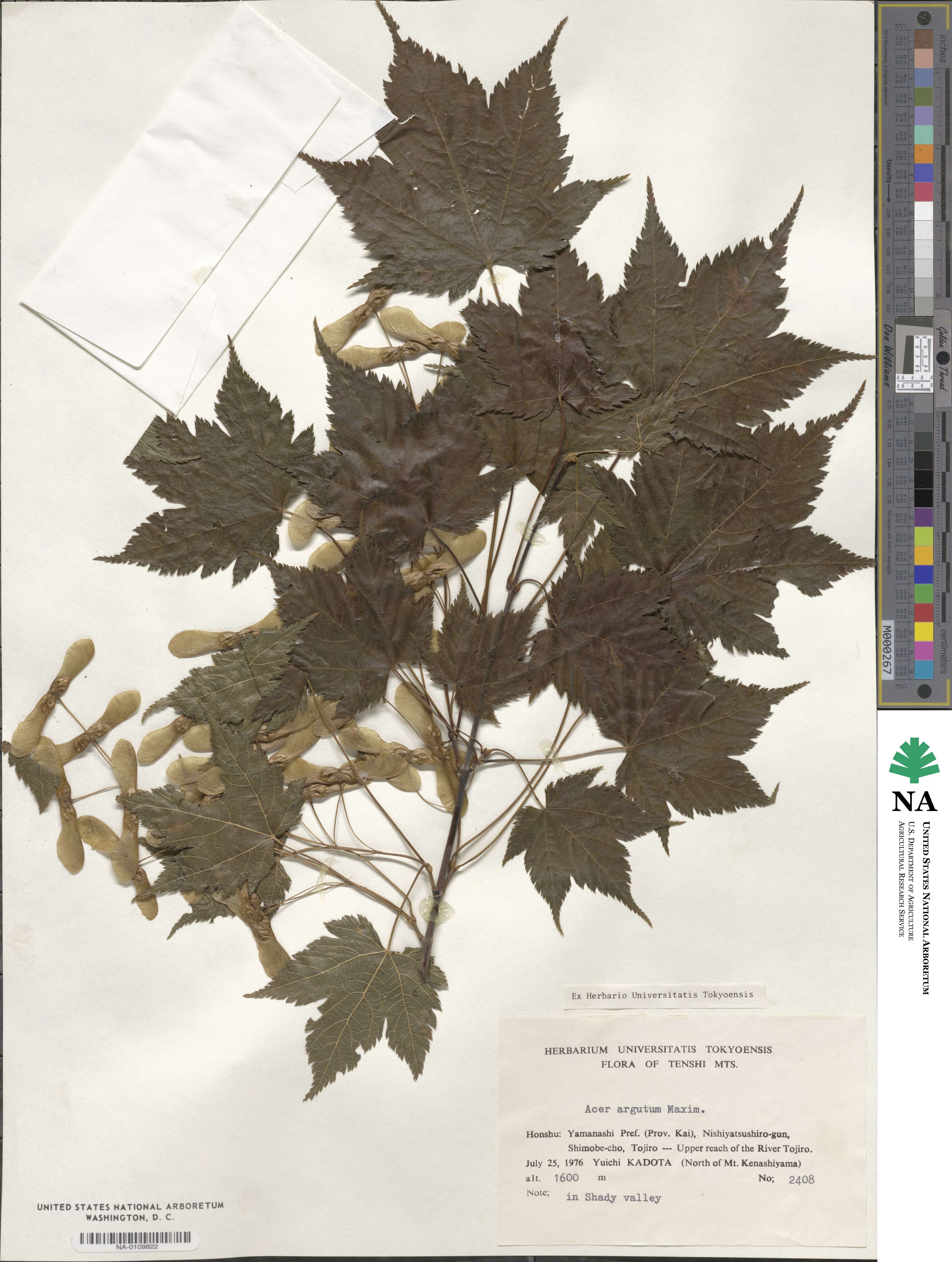 Acer argutum image