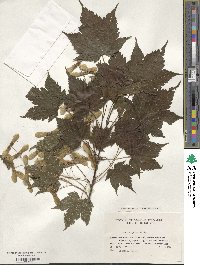 Acer argutum image