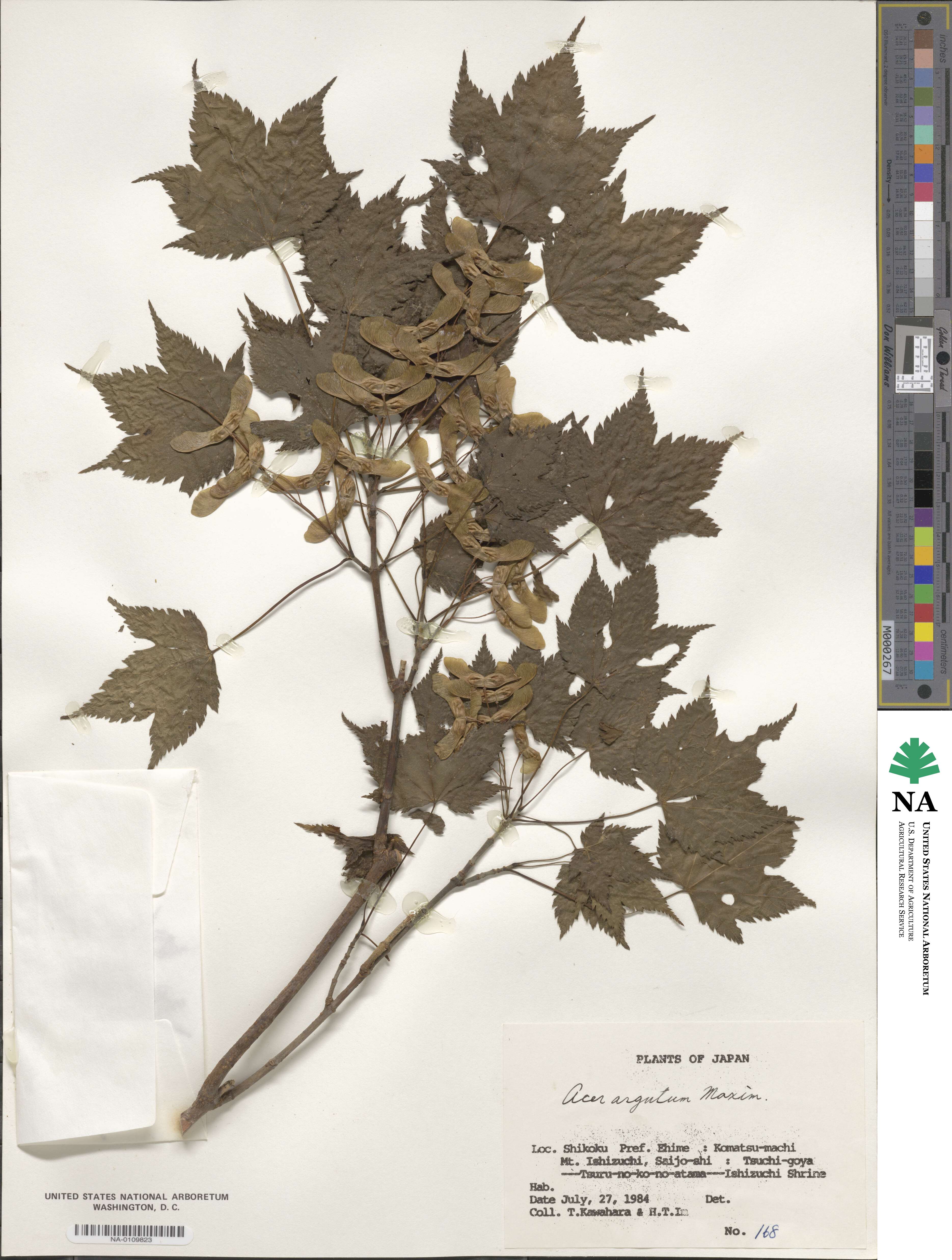 Acer argutum image