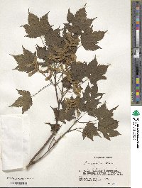 Acer argutum image