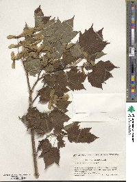 Acer argutum image