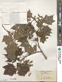 Acer argutum image