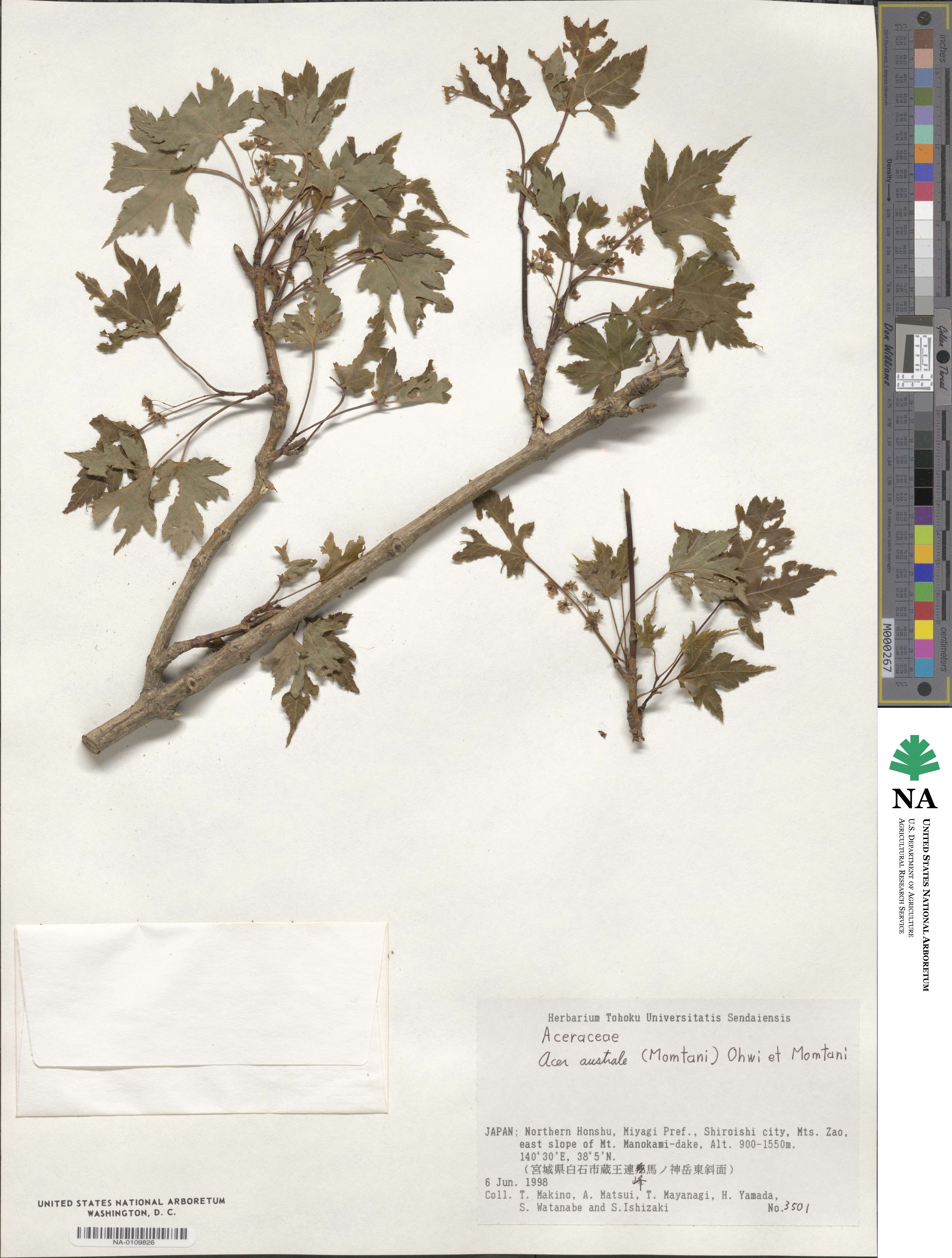 Acer tschonoskii var. australe image