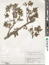 Acer tschonoskii var. australe image