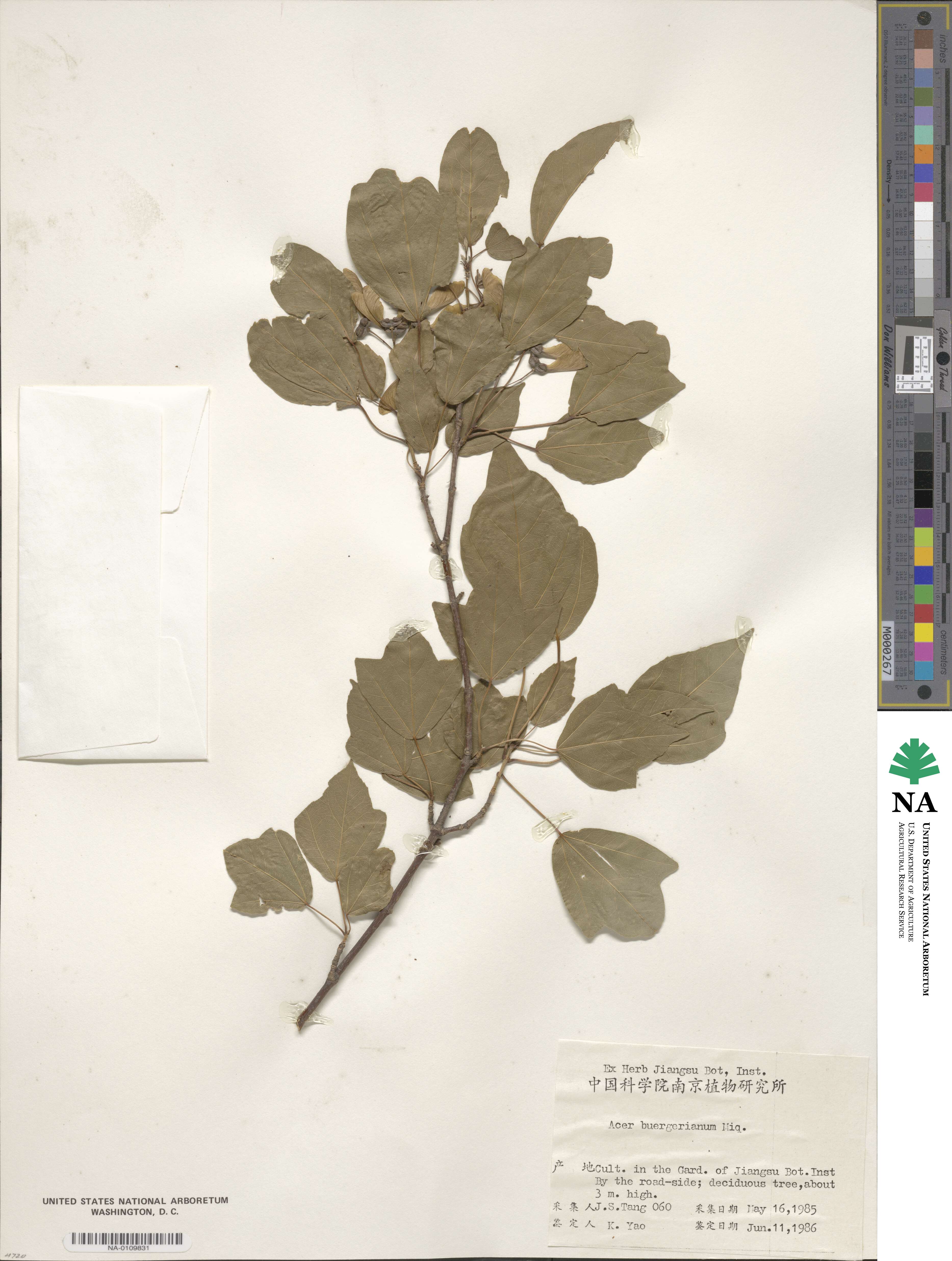 Acer buergerianum image