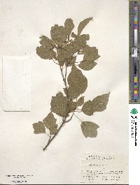 Acer buergerianum image