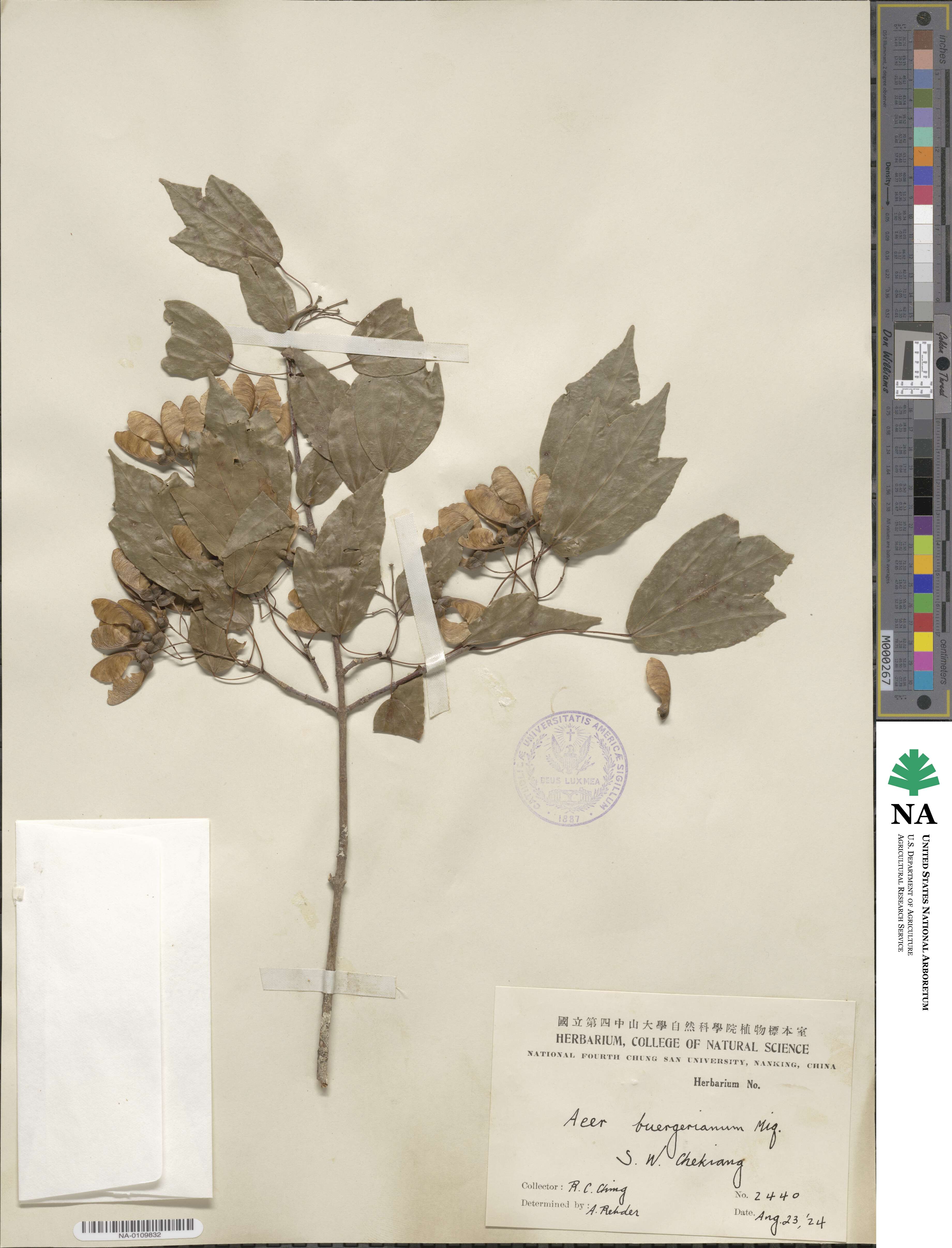 Acer buergerianum image