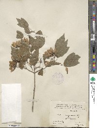 Acer buergerianum image