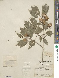 Acer buergerianum image