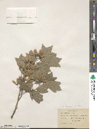 Acer buergerianum image