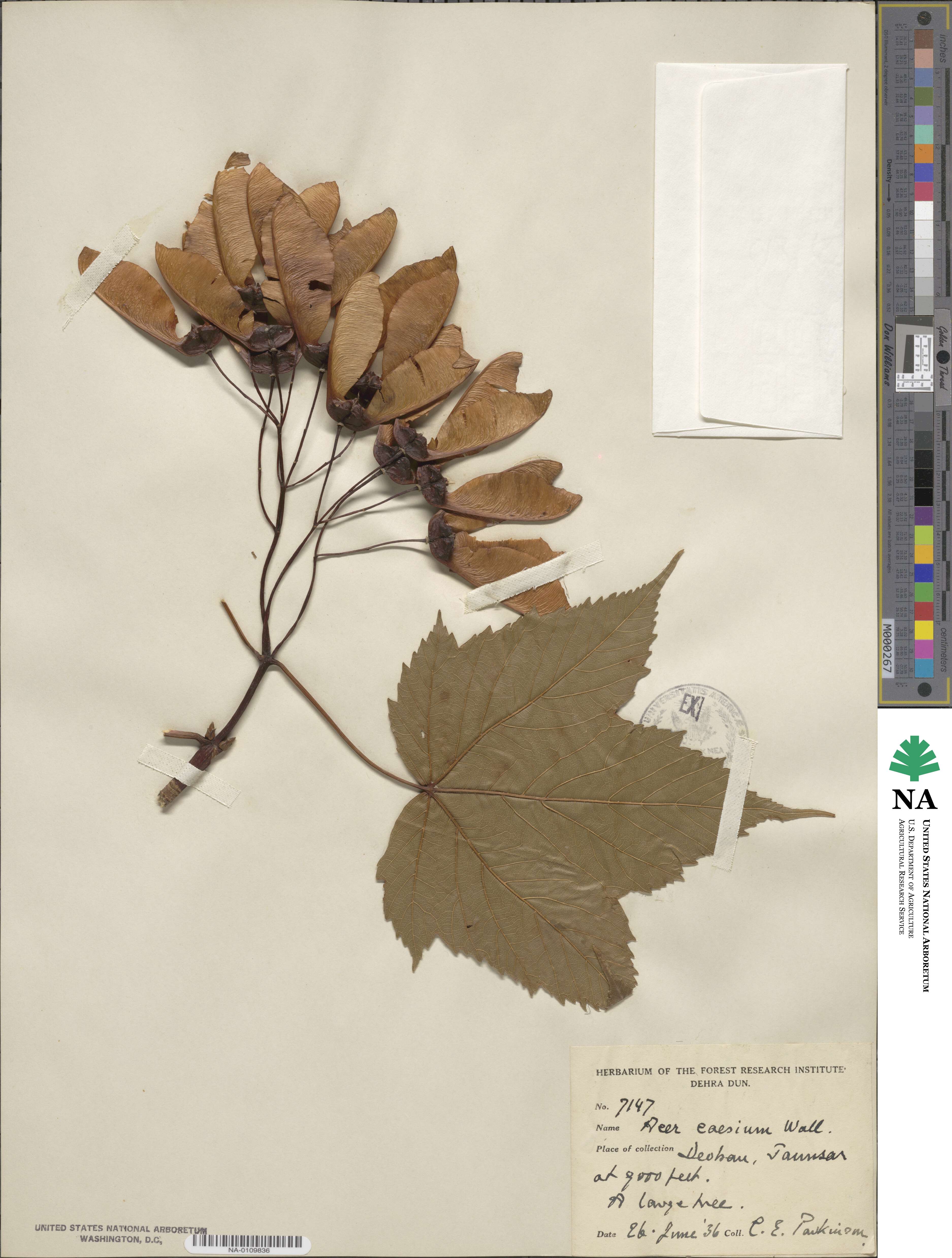 Acer caesium image