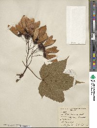 Acer caesium image