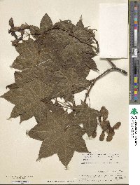 Acer campbellii image