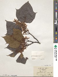 Acer capillipes image