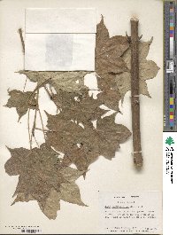 Acer cappadocicum image