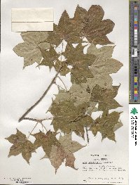 Acer cappadocicum image