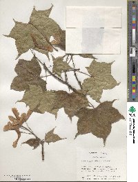 Acer cappadocicum image