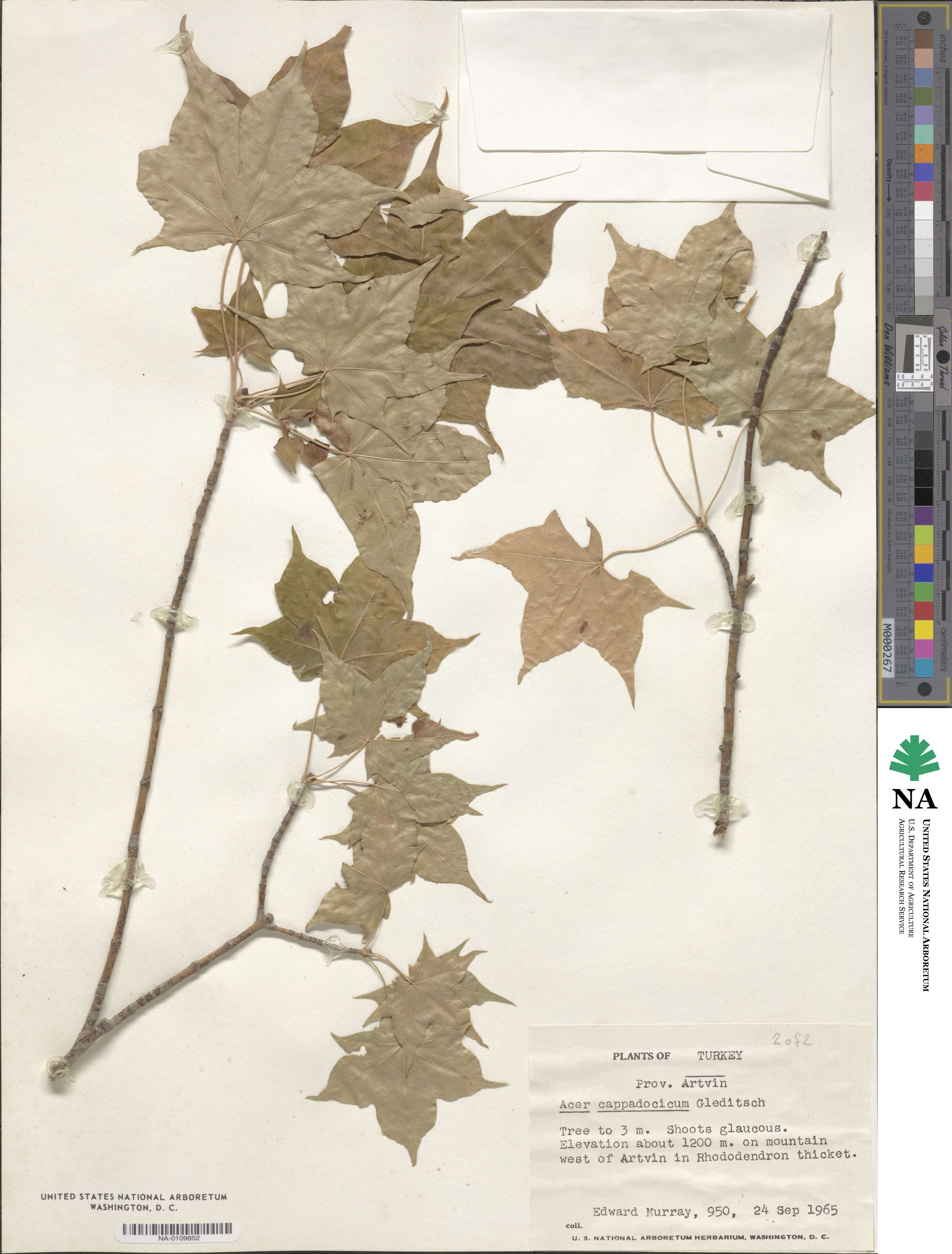 Acer cappadocicum image