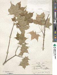 Acer cappadocicum image