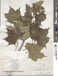 Acer cappadocicum image