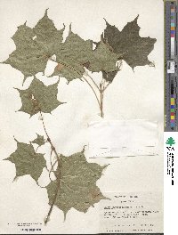 Acer cappadocicum image