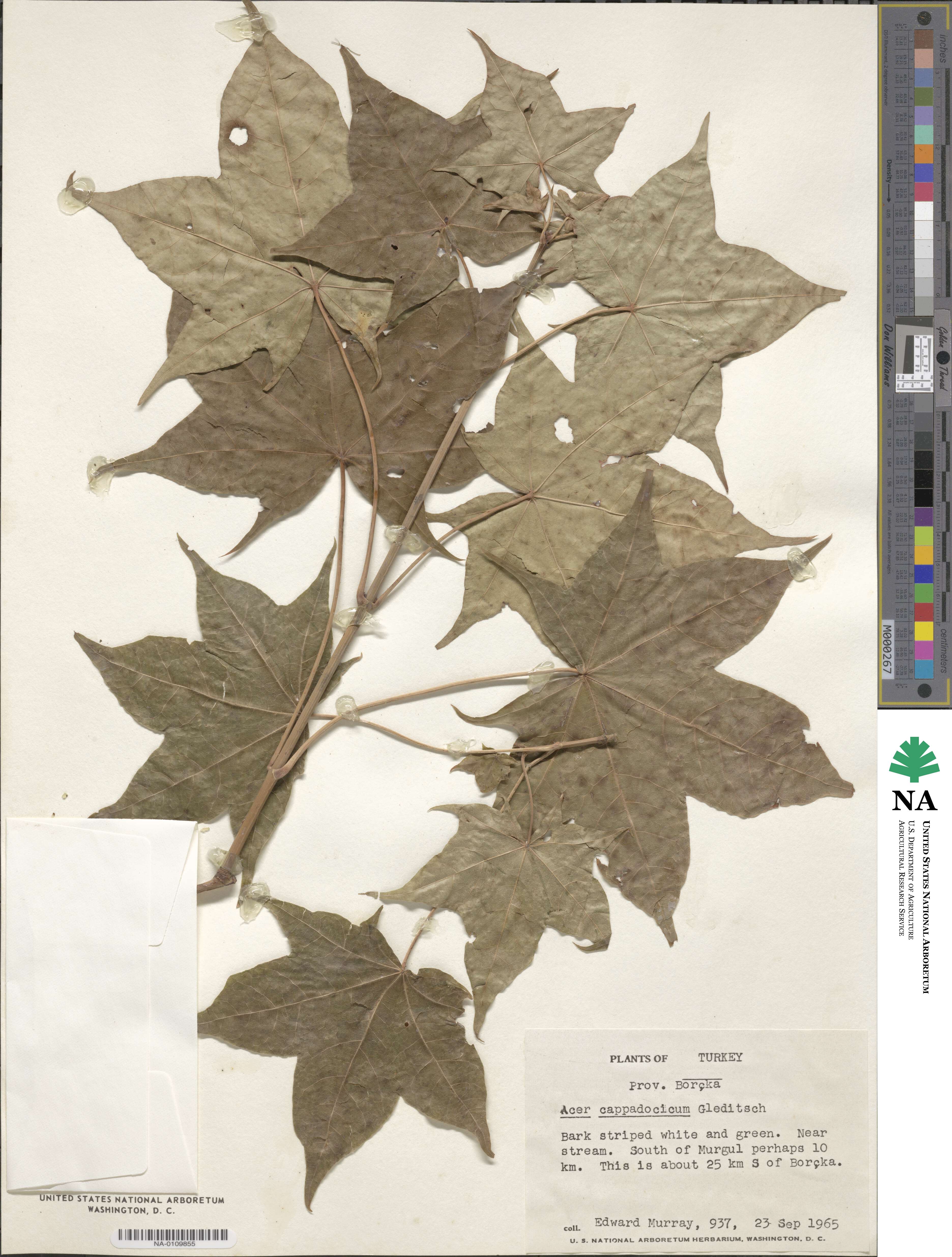 Acer cappadocicum image