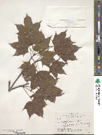 Acer cappadocicum image