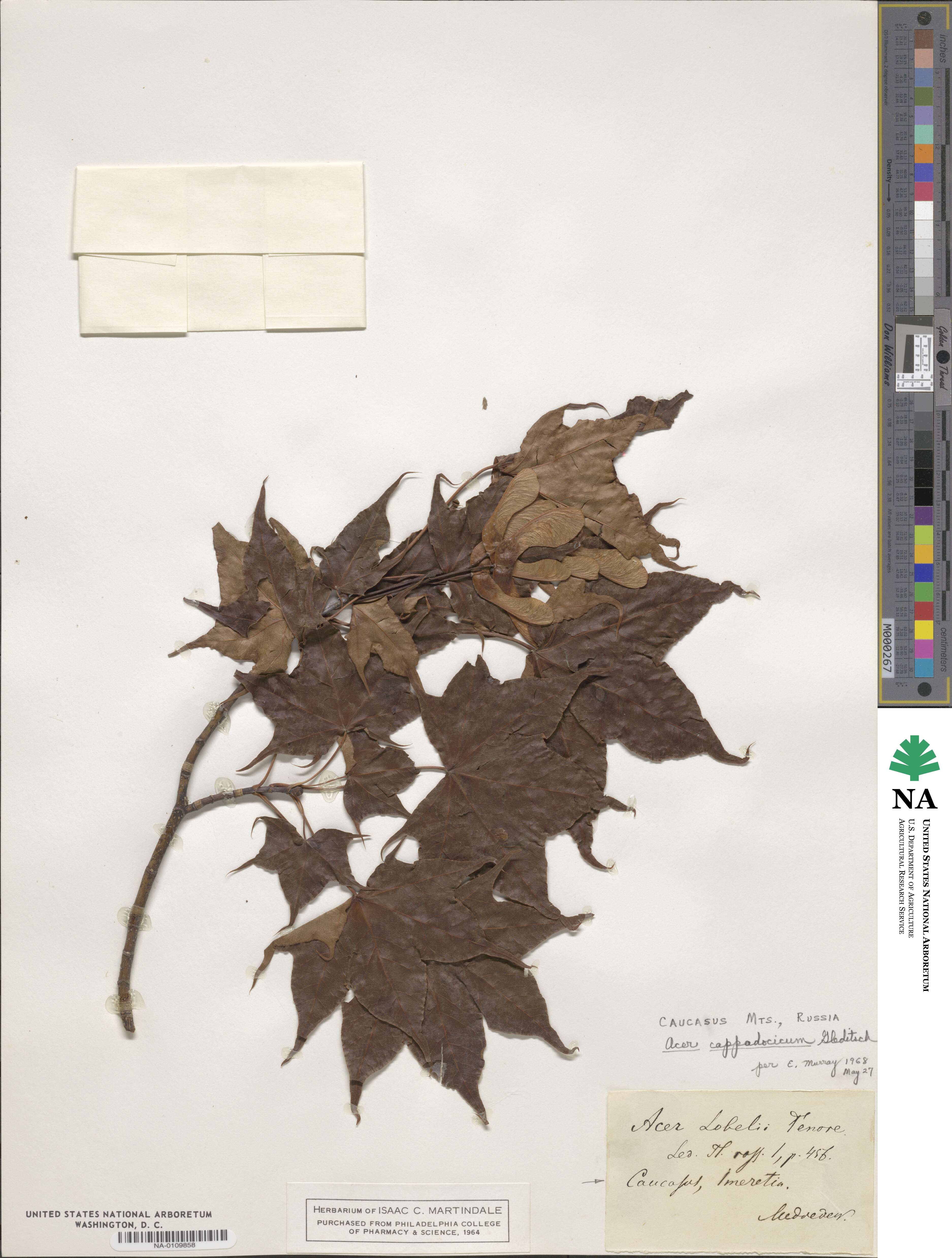 Acer cappadocicum image