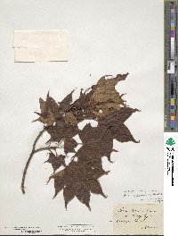 Acer cappadocicum image