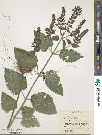 Scutellaria ovata image