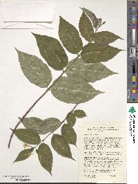 Diervilla lonicera image