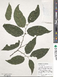 Celtis occidentalis image